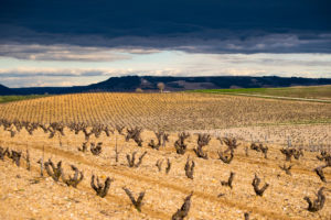 Landscape of vineyards at the end of winter in the region of Ribera del Duero wines in the province of Valladolid in Spain Europe Landscape of vineyards at the end of winter in the region of Ribera del Duero wines in the province of Valladolid in Spain Europe